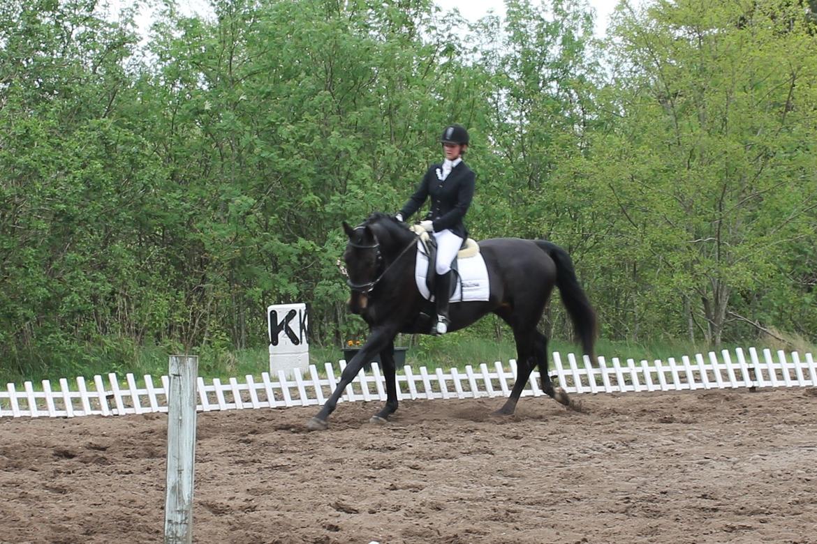 Anden særlig race Krogagers Unnie billede 11