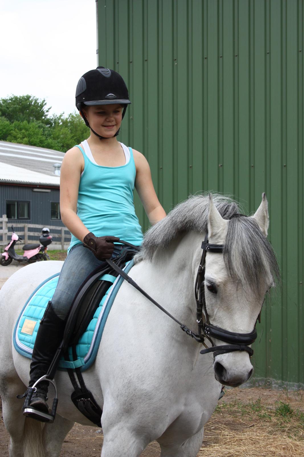 Welsh Pony (sec B) Korreborgs Sanitto billede 2