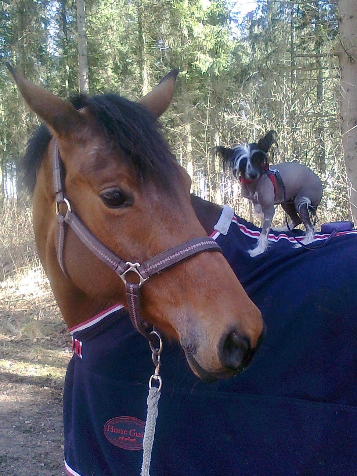 Dansk Varmblod Brainstorm - Gir lige joysorn en lille ridetur :) billede 2