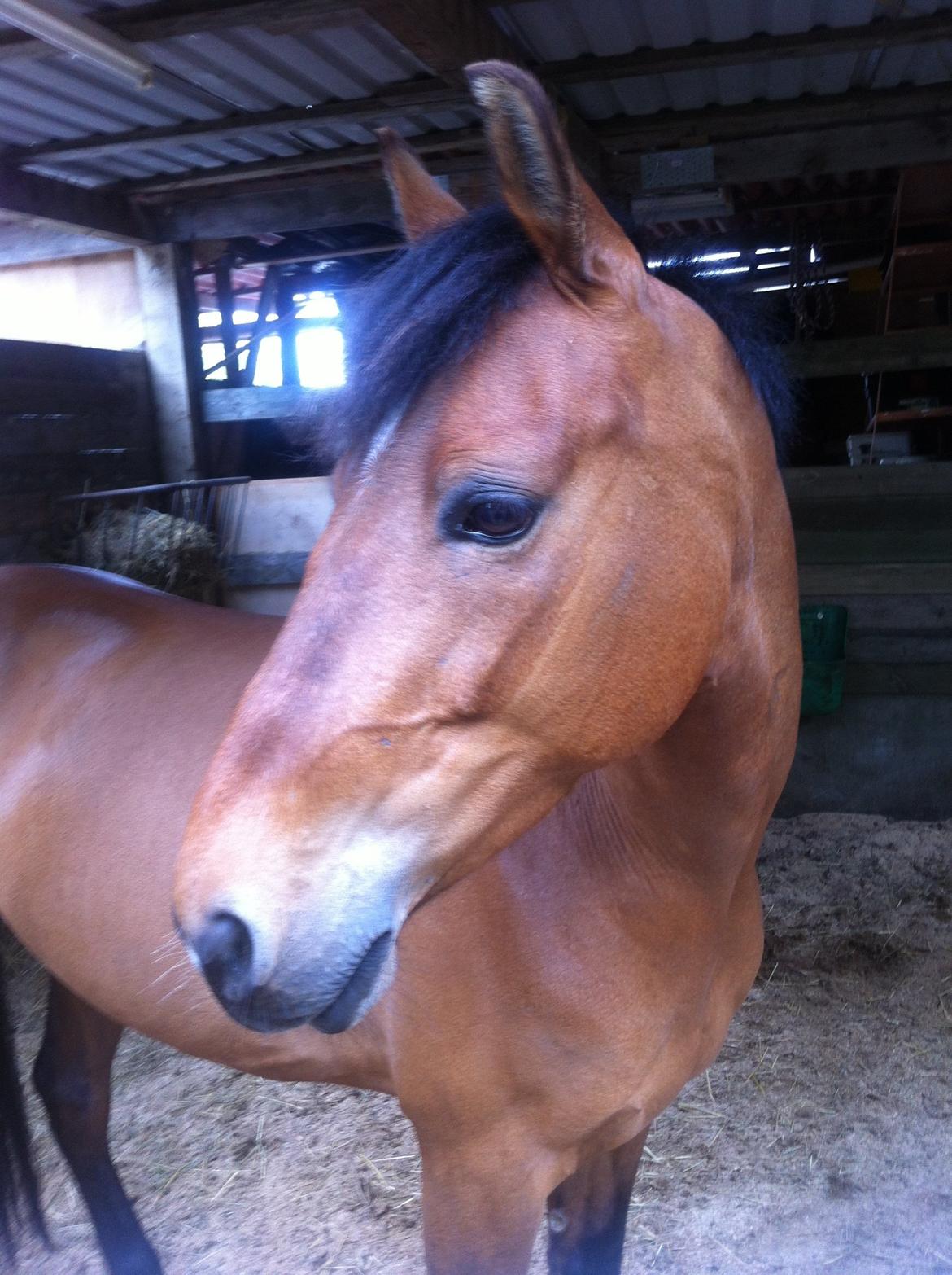 Anden særlig race Stald Poppels Tanne billede 20