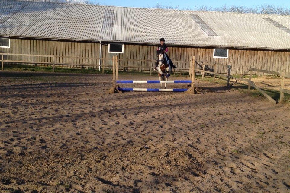 Anden særlig race Mr.Blue billede 3