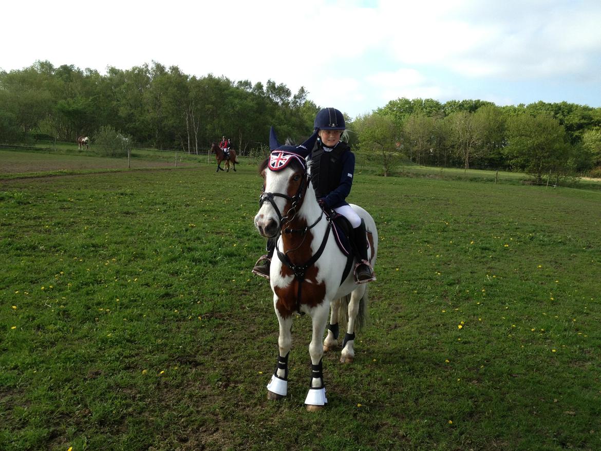 Anden særlig race Mr.Blue billede 5