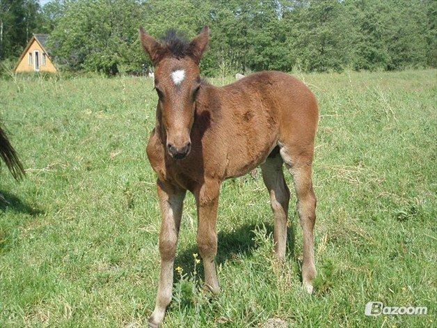 Dansk Varmblod Don Lucifer Di Maltractare - Don Lucifer som føl... Lånt af tidl. ejer  billede 8