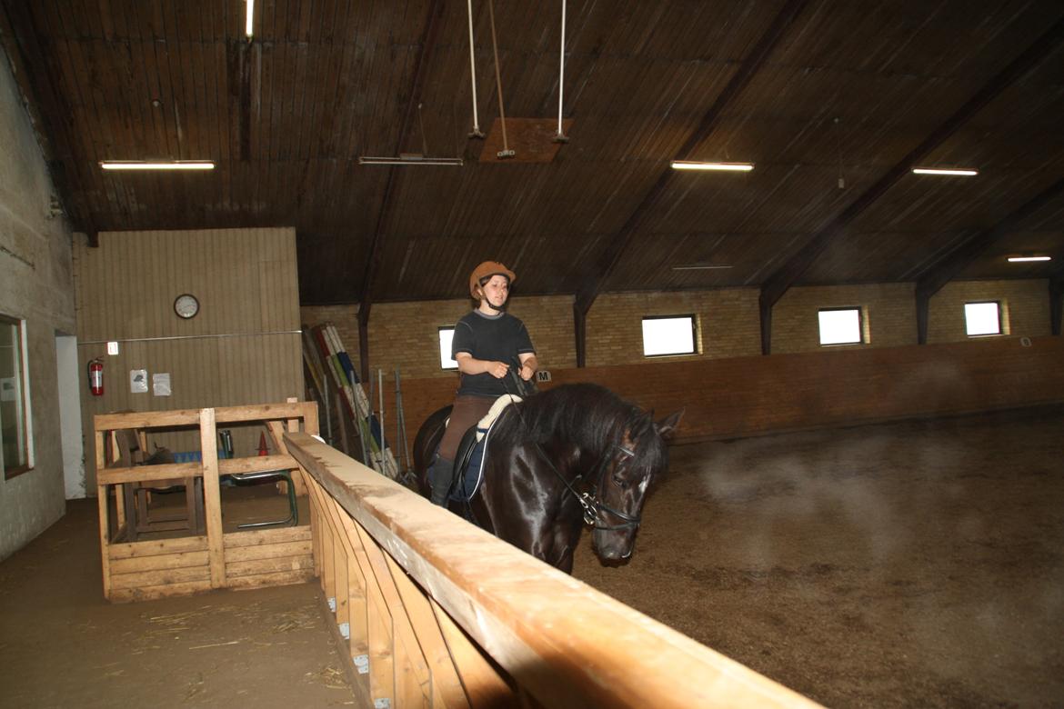 Anden særlig race Josephine billede 9