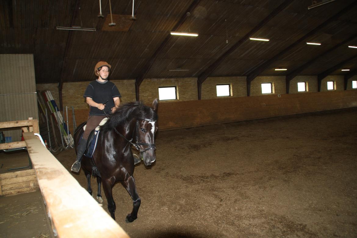 Anden særlig race Josephine billede 12
