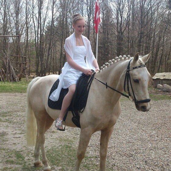 Palomino Fyrstenborgs Golden Hero - Da pony stod og ventede på mig ved min konfirmation :'-) *Taget af Josefine Randrup Jensen* billede 17