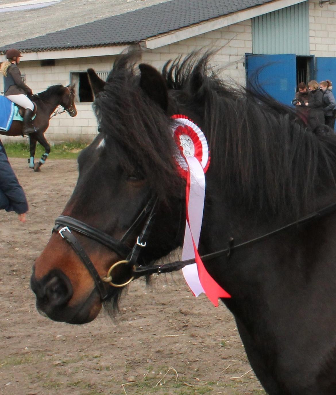 Anden særlig race RAMI - 1. plads i LD i BJR april 2013! :-) billede 7