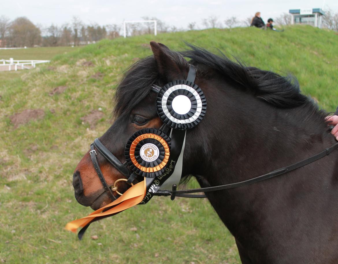 Anden særlig race RAMI - Ring og rid i LØRI maj 2013. 0 fejl i 60 og 70 cm! :-) billede 4
