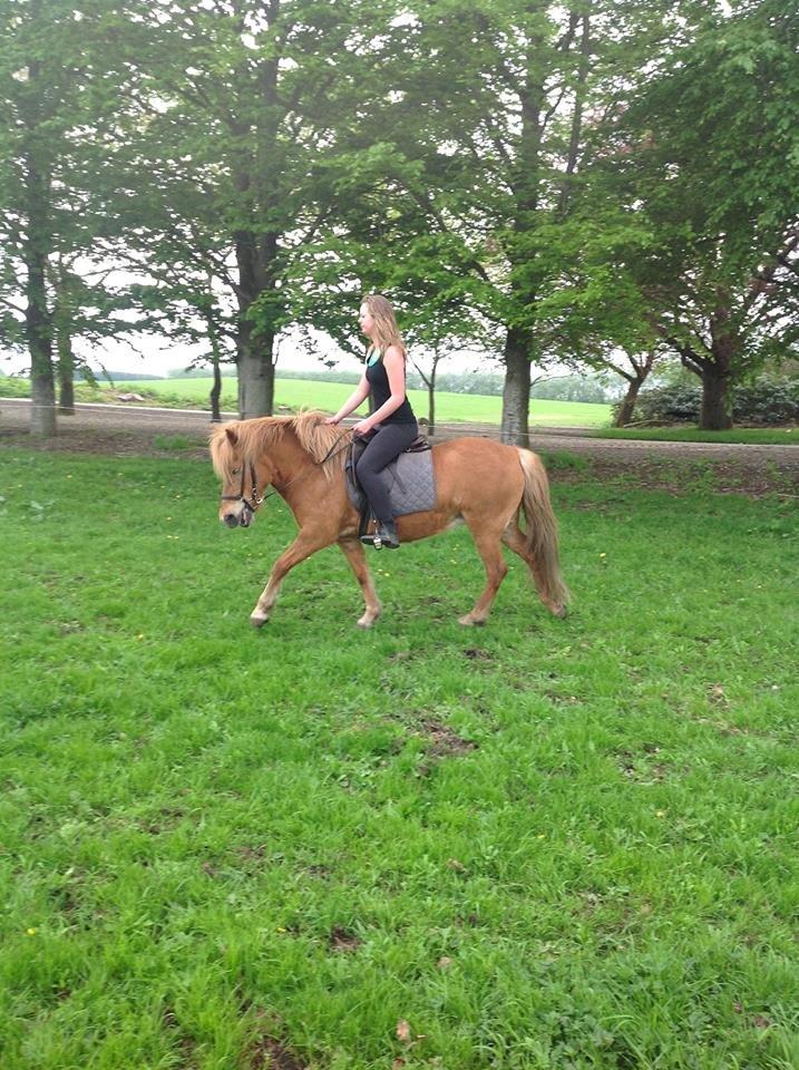 Islænder Roka billede 8