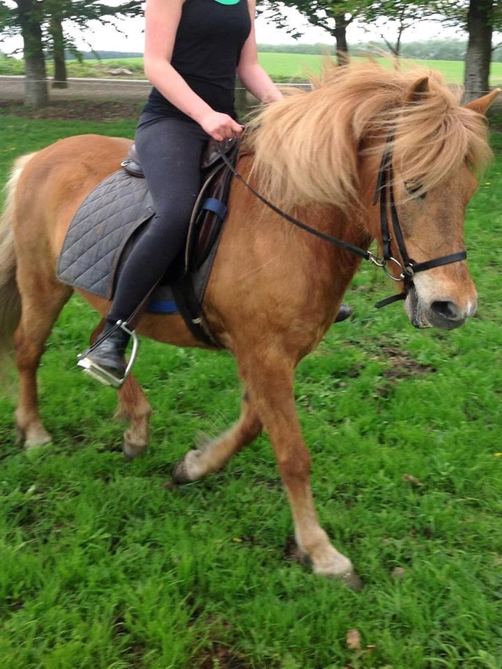 Islænder Roka billede 19