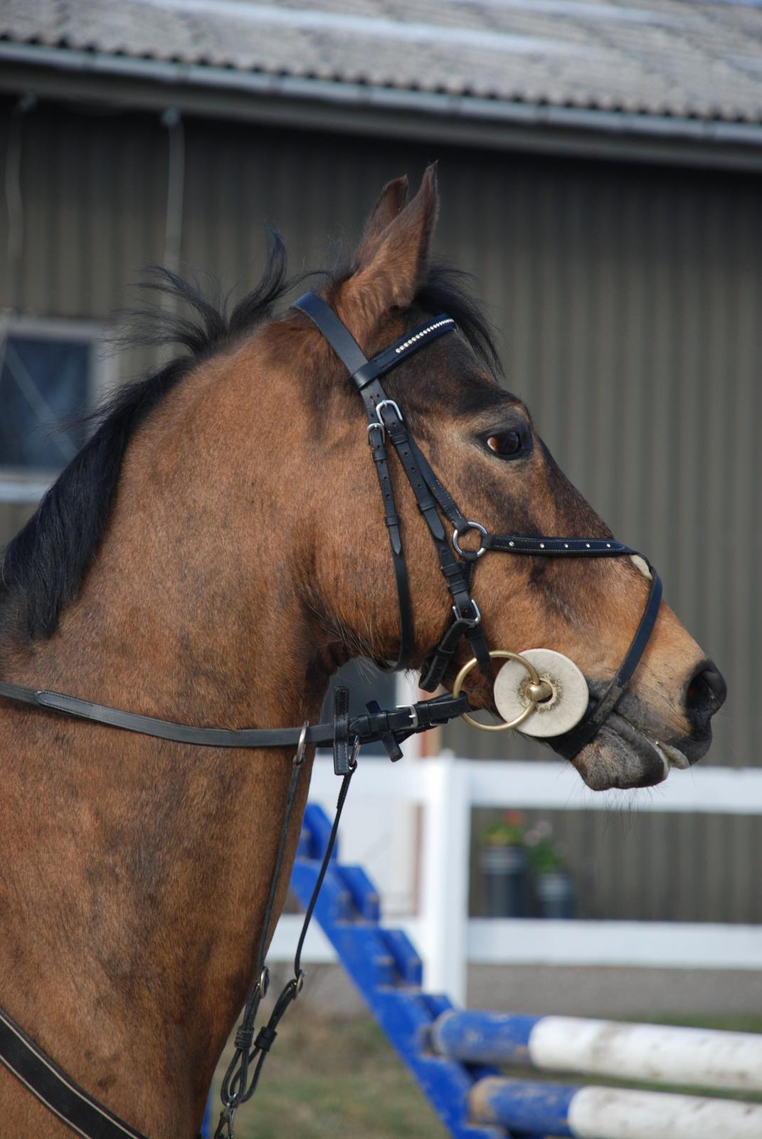 Anden særlig race Moonlight - Smukke pony billede 4