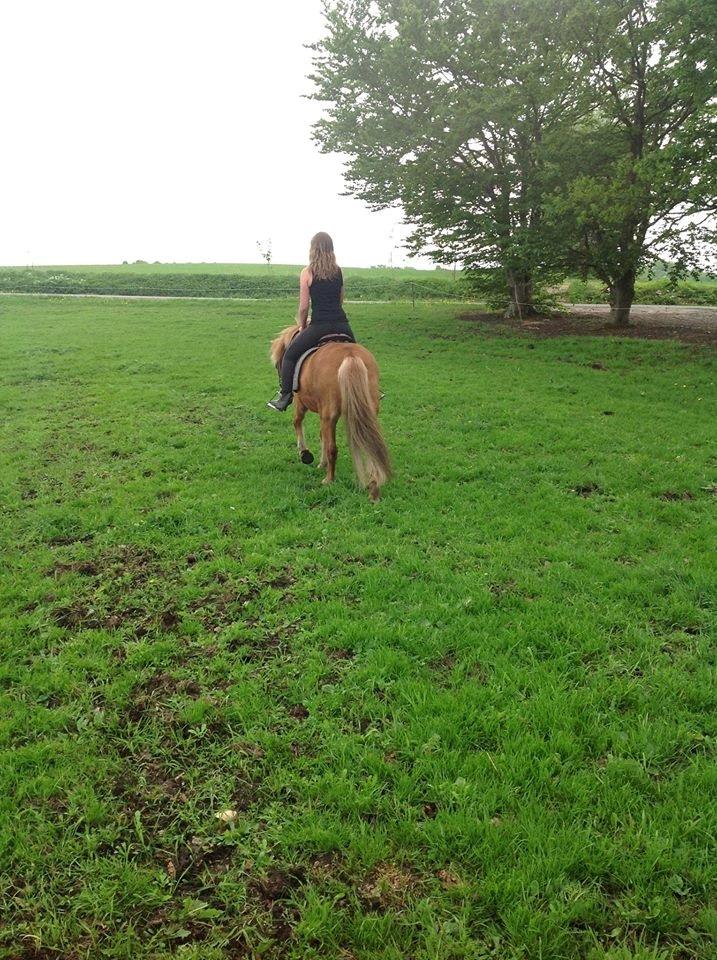 Islænder Roka billede 20