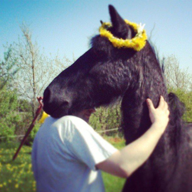 Frieser Hmsogwestern's Antonio billede 1