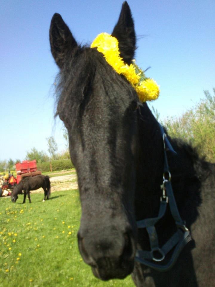 Frieser Hmsogwestern's Antonio billede 2