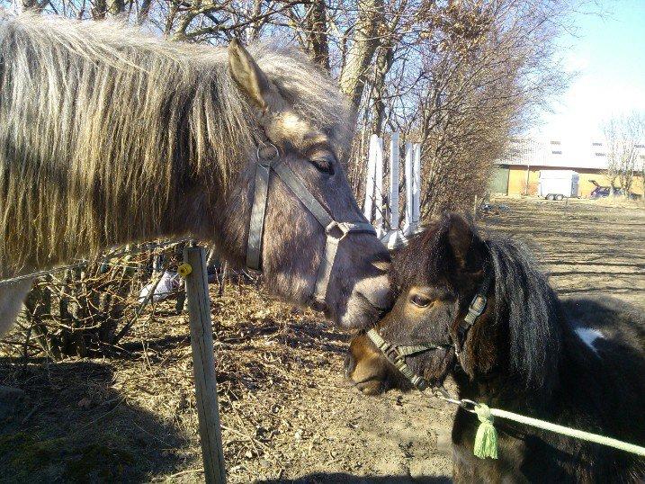 Islænder Svenni fra Holst hestar - veninden kom forbi med hypperne, Svenni ville lige sige hej<3 billede 10