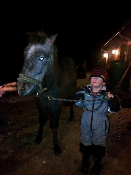 Islænder Svenni fra Holst hestar - Bliver trukket af min lillebror på 7 år ;) billede 11