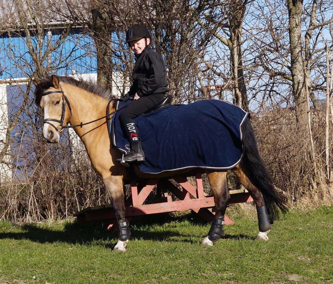 New Forest Egeskovens Baily billede 6