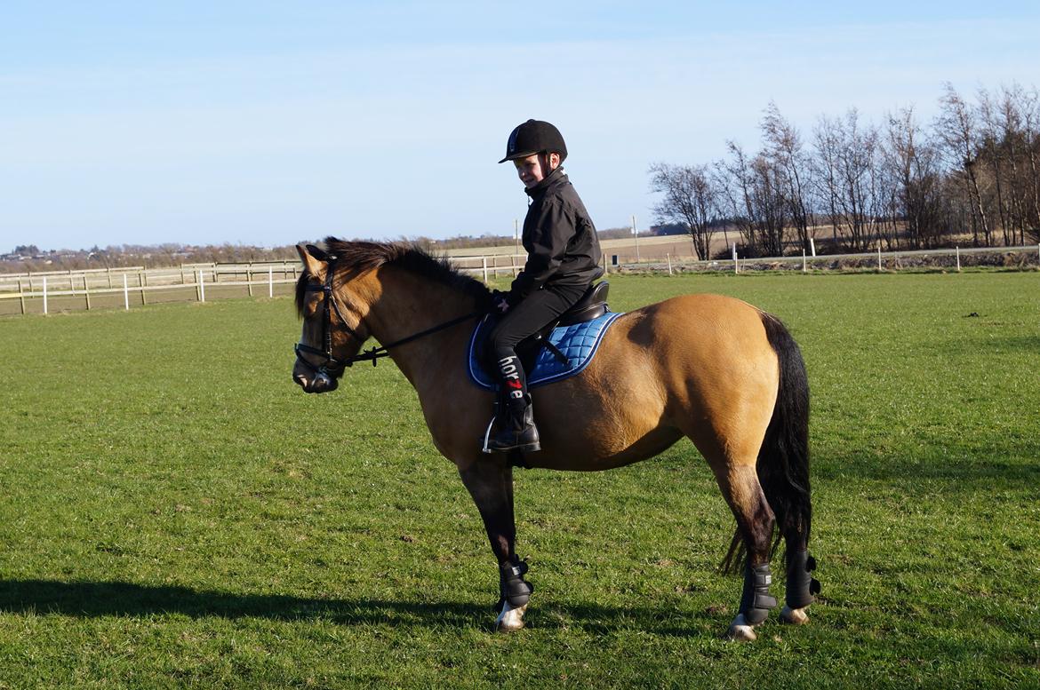 New Forest Egeskovens Baily billede 7