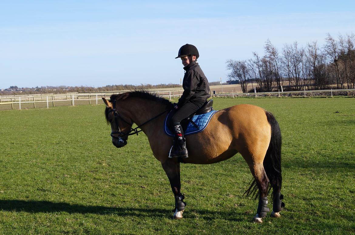 New Forest Egeskovens Baily billede 8