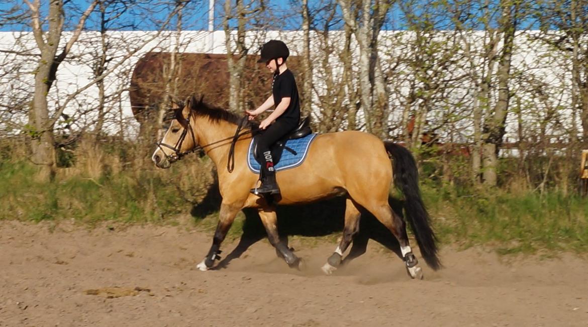 New Forest Egeskovens Baily billede 11