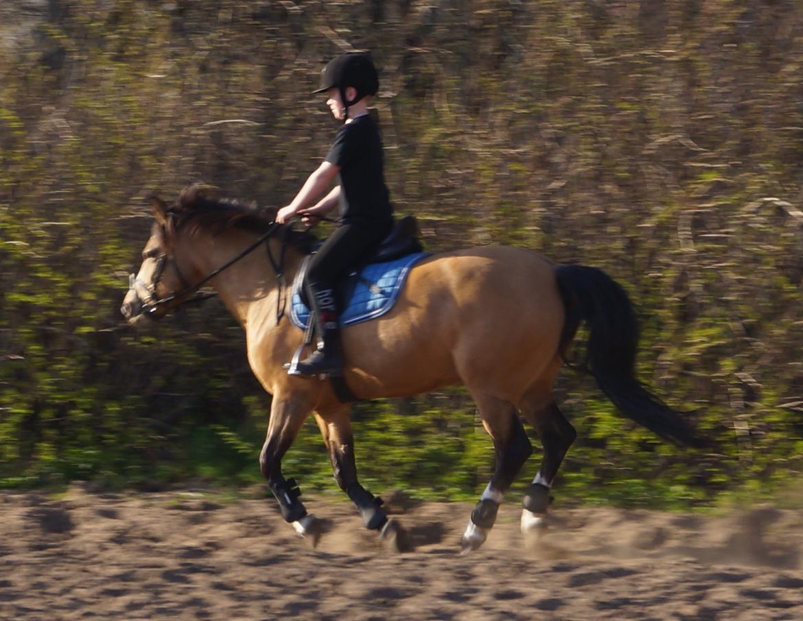 New Forest Egeskovens Baily billede 13