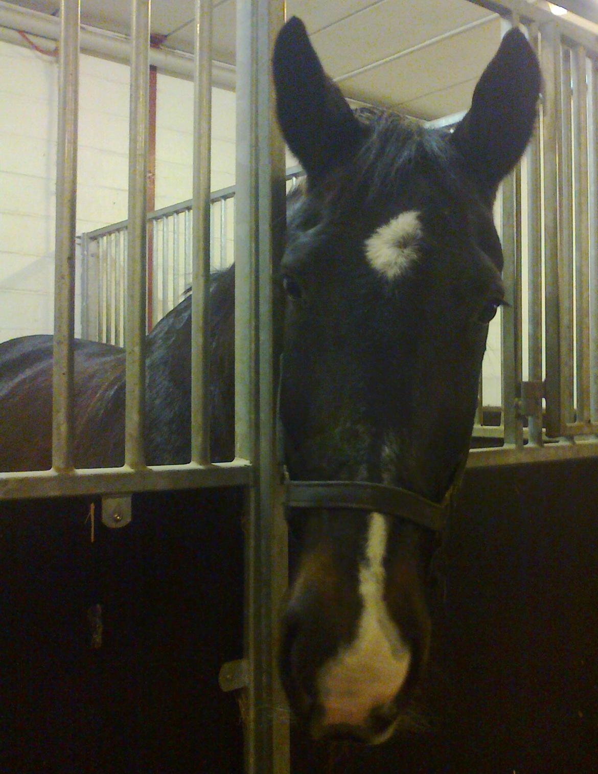 Oldenborg Strauss - "Er det mig du vil besøge"
 billede 6