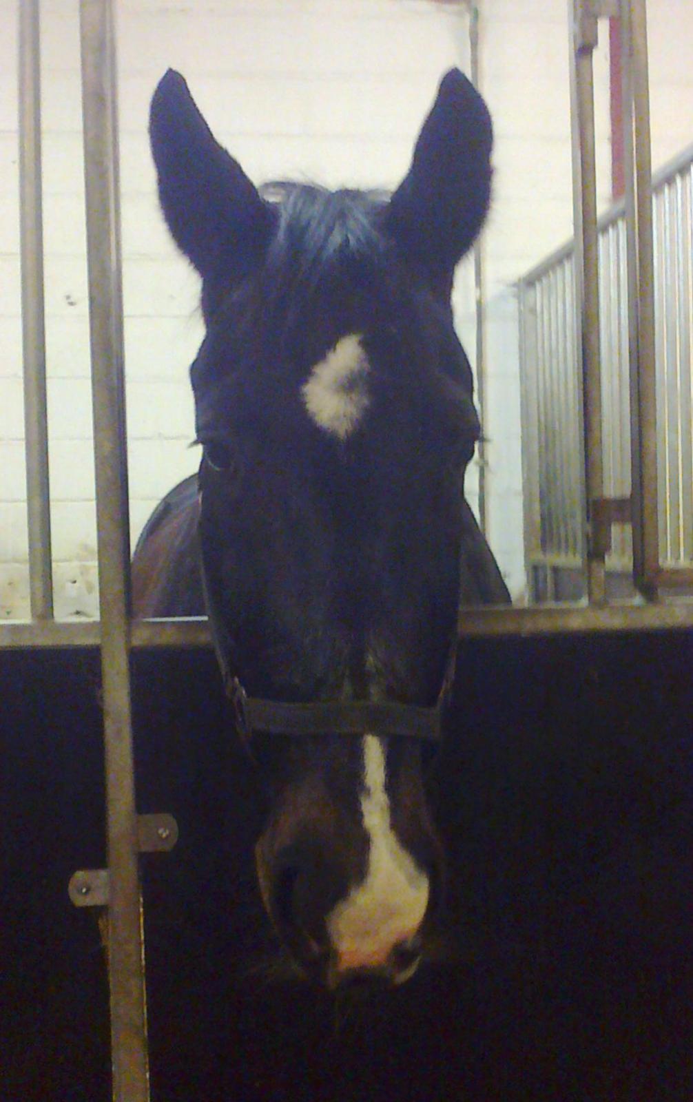 Oldenborg Strauss - Søde "lille" dreng billede 9