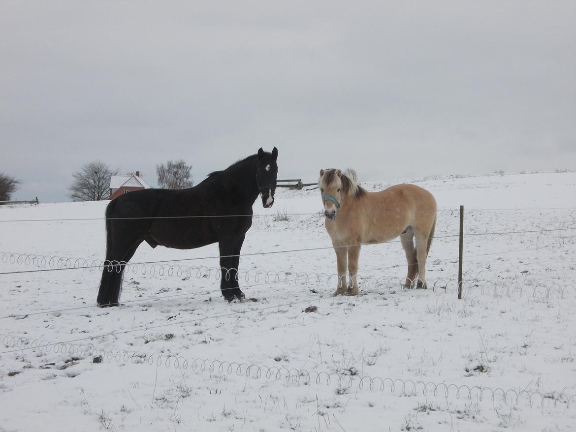 Oldenborg Strauss - De to drenge kigger artigt på mig efter de lige har slåset lidt billede 7
