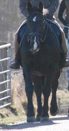 Oldenborg Strauss billede 10