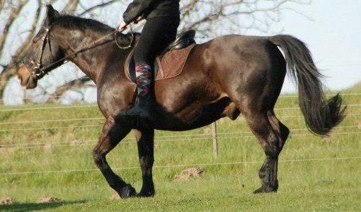 Oldenborg Strauss billede 11