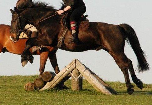 Oldenborg Strauss billede 12