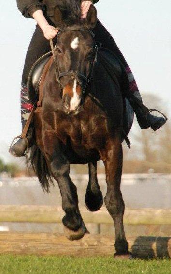 Oldenborg Strauss billede 13