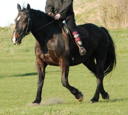 Oldenborg Strauss billede 14