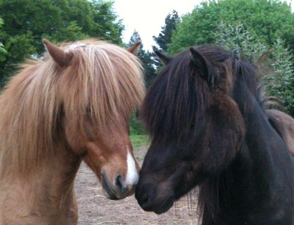 Islænder Kvistur fra Merkivoll (solgt) billede 10