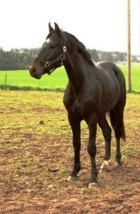 Oldenborg Futti af Aalborgdal billede 6