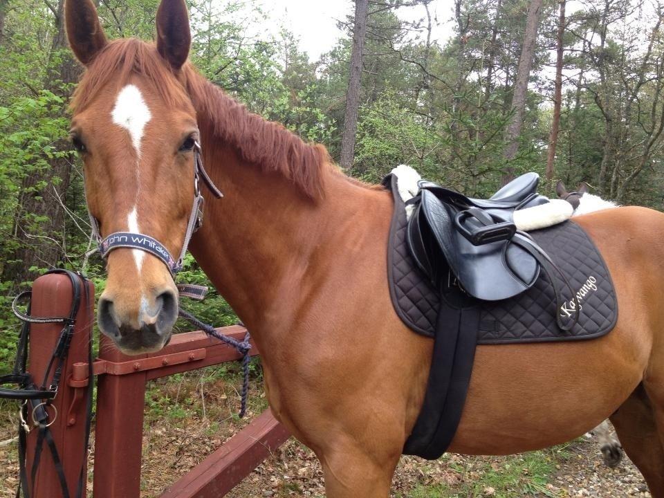 Dansk Varmblod Storåens Kawango billede 1