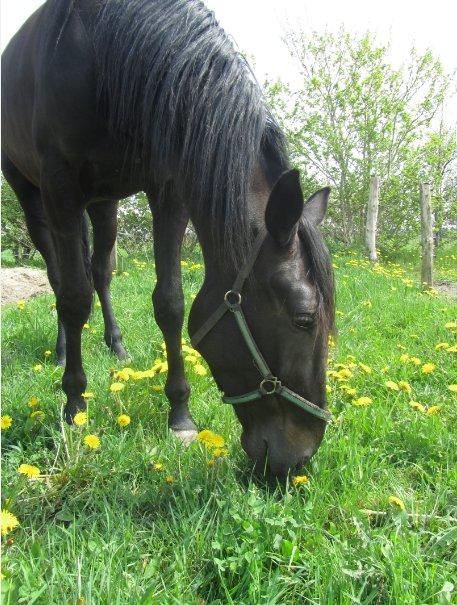 Traver Speedy Brassebjerg billede 1