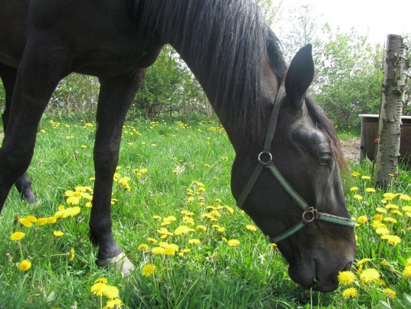 Traver Speedy Brassebjerg billede 2