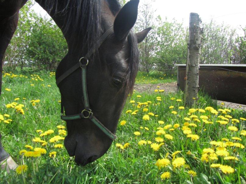 Traver Speedy Brassebjerg billede 3