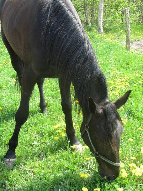 Traver Speedy Brassebjerg billede 4