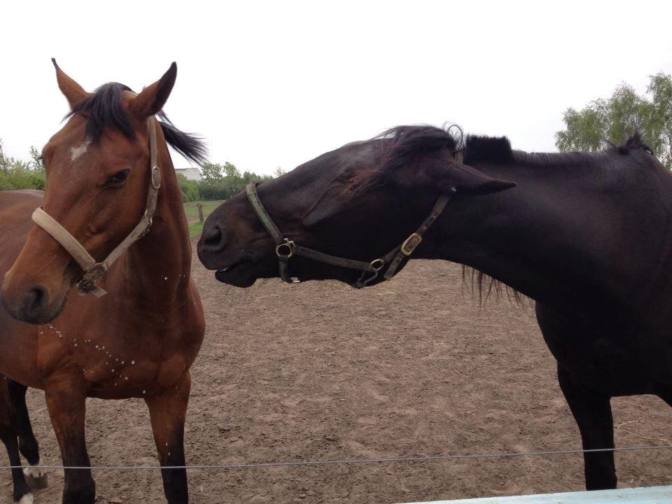 Traver Speedy Brassebjerg billede 5