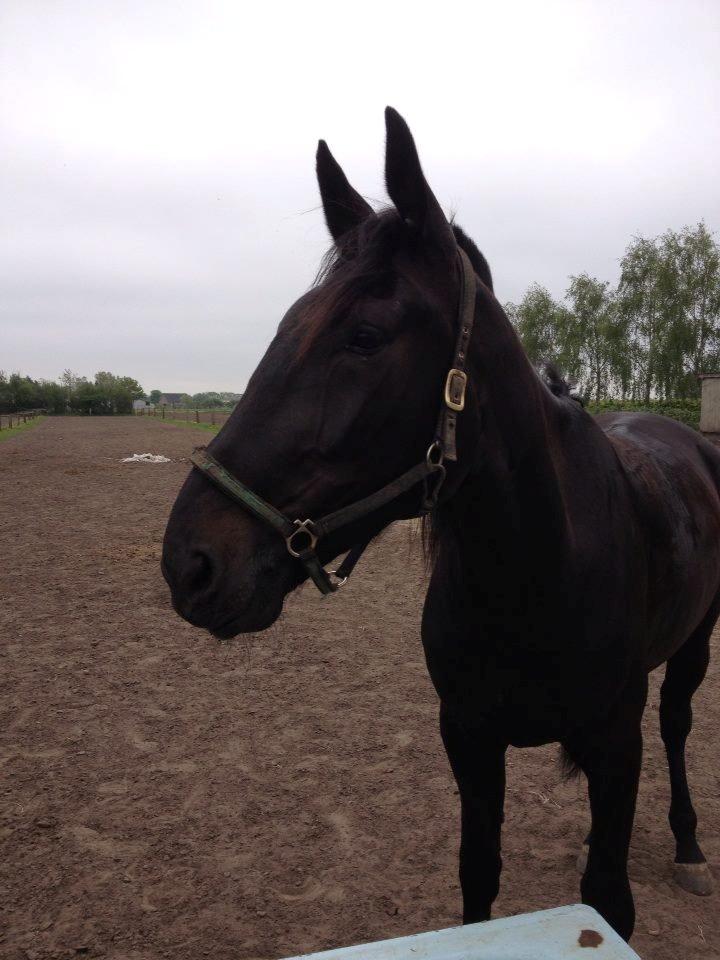 Traver Speedy Brassebjerg billede 6