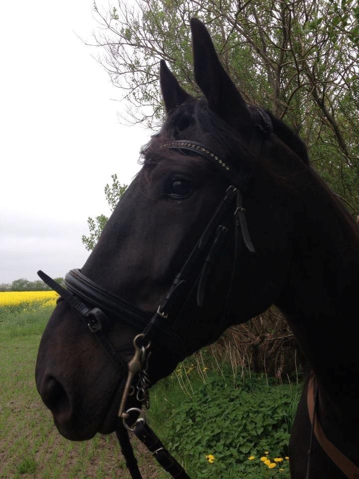 Traver Speedy Brassebjerg billede 7