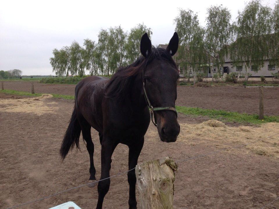 Traver Speedy Brassebjerg billede 8