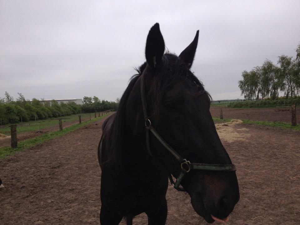 Traver Speedy Brassebjerg billede 9