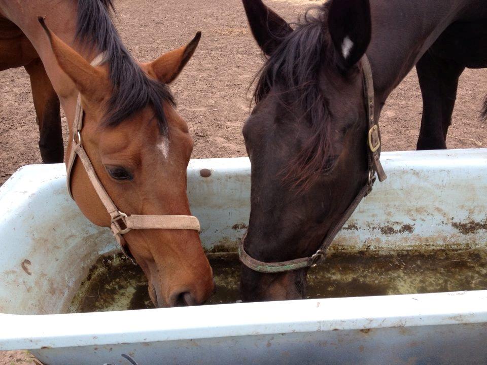 Traver Speedy Brassebjerg - Badekaret ER rent, det er noget der ikke kan gå væk. billede 10