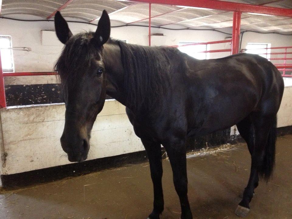 Traver Speedy Brassebjerg billede 11