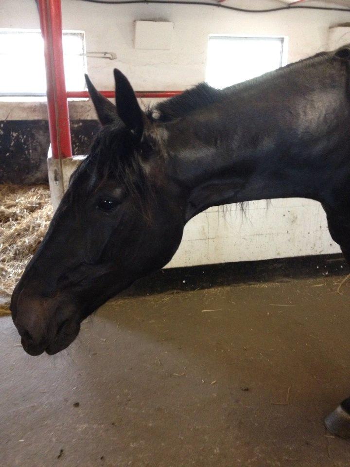 Traver Speedy Brassebjerg billede 12