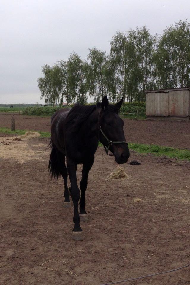 Traver Speedy Brassebjerg billede 13