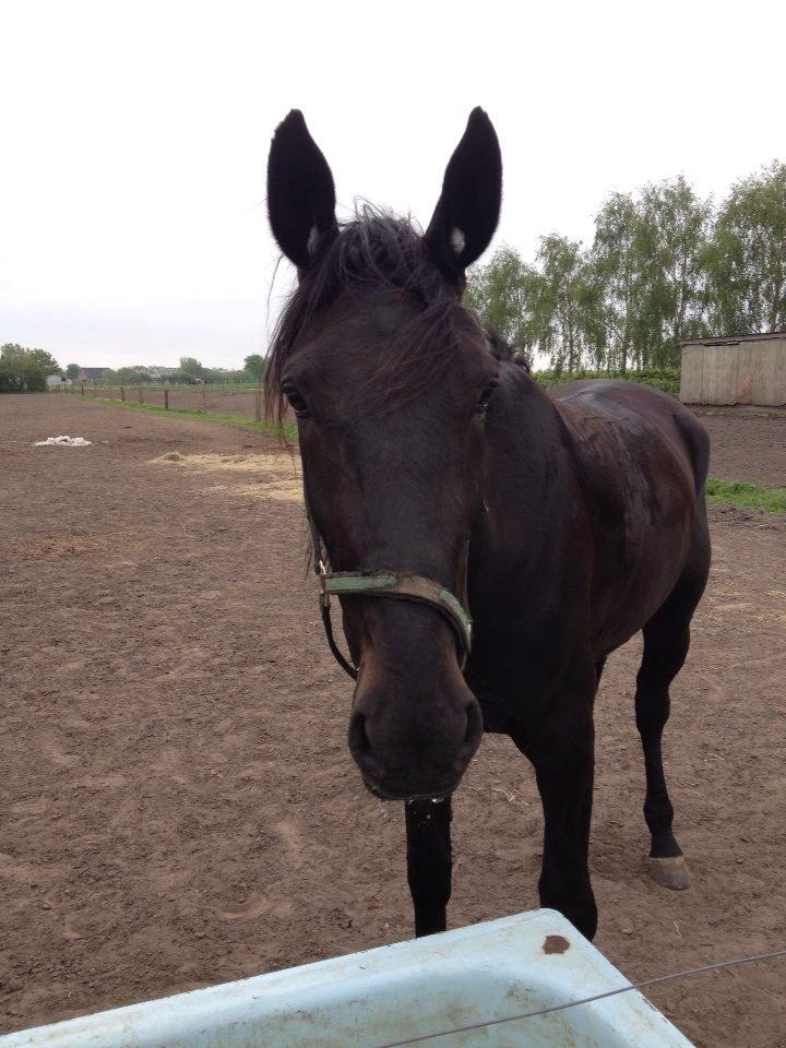 Traver Speedy Brassebjerg billede 14